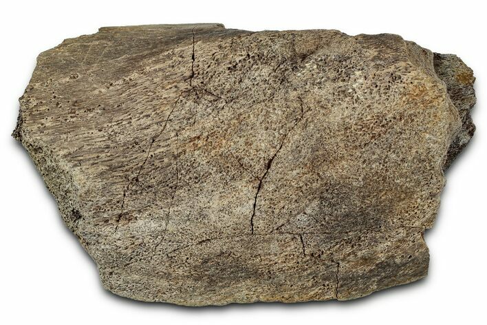 Fossil Ornithischian Dinosaur Bone Section - Montana #355104